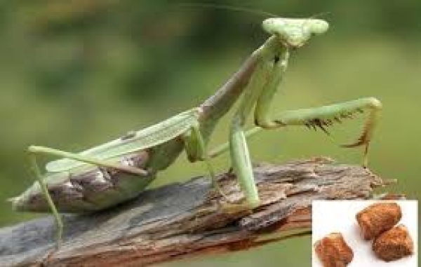 PHÂN BIỆT VỊ THUỐC TANG PHIÊU TIÊU VÀ HẢI PHIÊU TIÊU